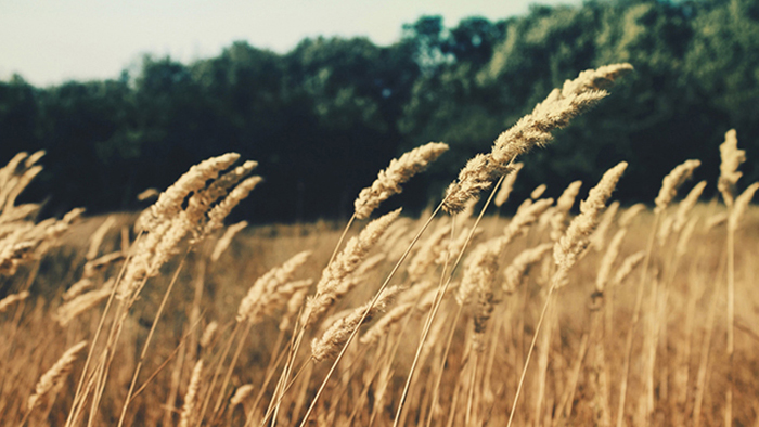 云呼网页版在线轰炸机